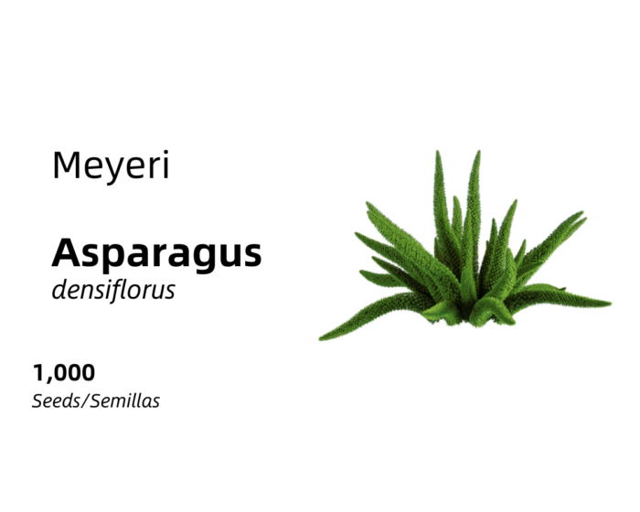 Asparagus densiflorus - Meyeri 1,000 seeds