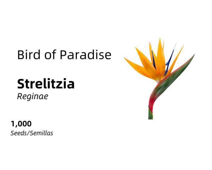Strelitzia reginae - Bird of Paradise 1,000 seeds